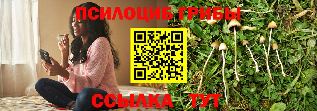 Псилоцибиновые грибы Psilocybine cubensis Сунжа